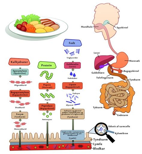 Hvordan Næringsstoffer Påvirker Kroppen Din